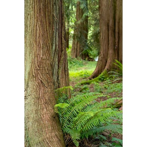 Horton, Janet 아티스트의 Issaquah-Washington State-USA-Western Redcedar tree trunks with western sword ferns작품입니다.